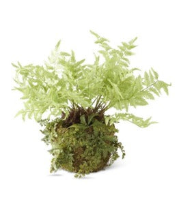 Light Green Fern in Moss Pot