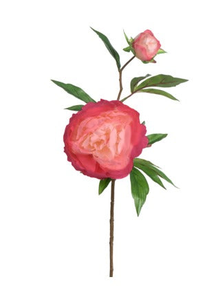 PEONY SALMON
