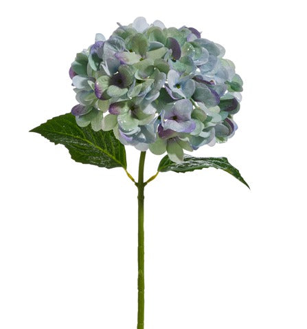 BLUE AND PURPLE HYDRANGEA STEM