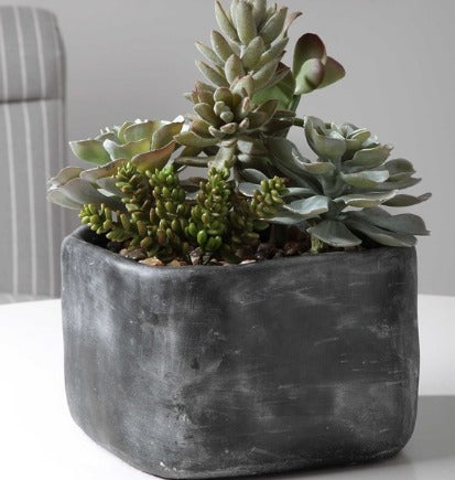 ALVERIO SUCCULENTS