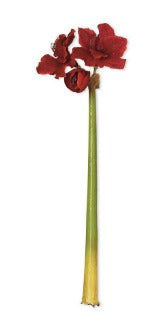 Red Amaryllis Stem