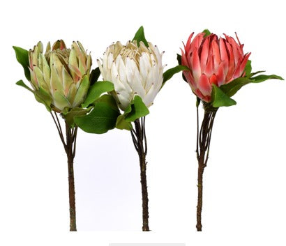 PROTEA