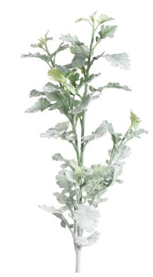 LG DUSTY MILLER