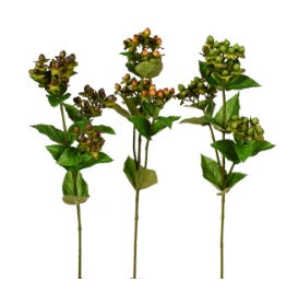 27" HYPERICUM