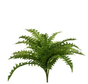 MED BOSTON FERN