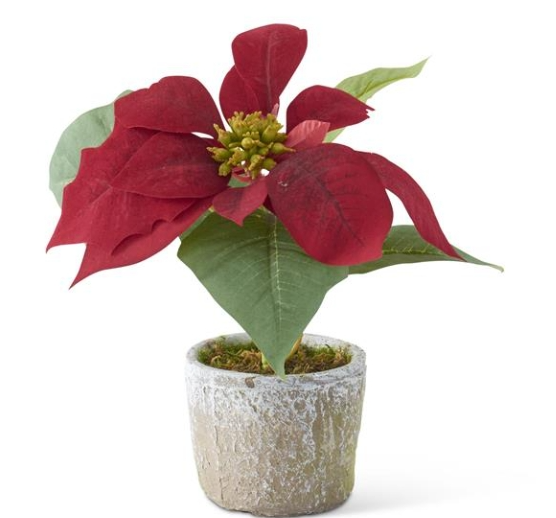 Red Velvet Poinsettia w/Textured Gray Cement Pot